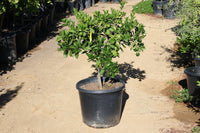 Thumbnail for Potted Cara Cara Orange Tree in a garden setting with other plants at the Paradise Nursery