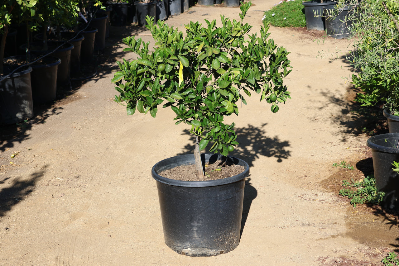 Potted Cara Cara Orange Tree in a garden setting with other plants at the Paradise Nursery