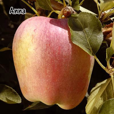 Single Anna apple fruit on a tree sold by Paradise Nursery