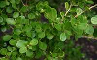 Thumbnail for Japanese Boxwood
