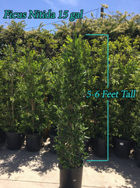 Thumbnail for Ficus Nitida