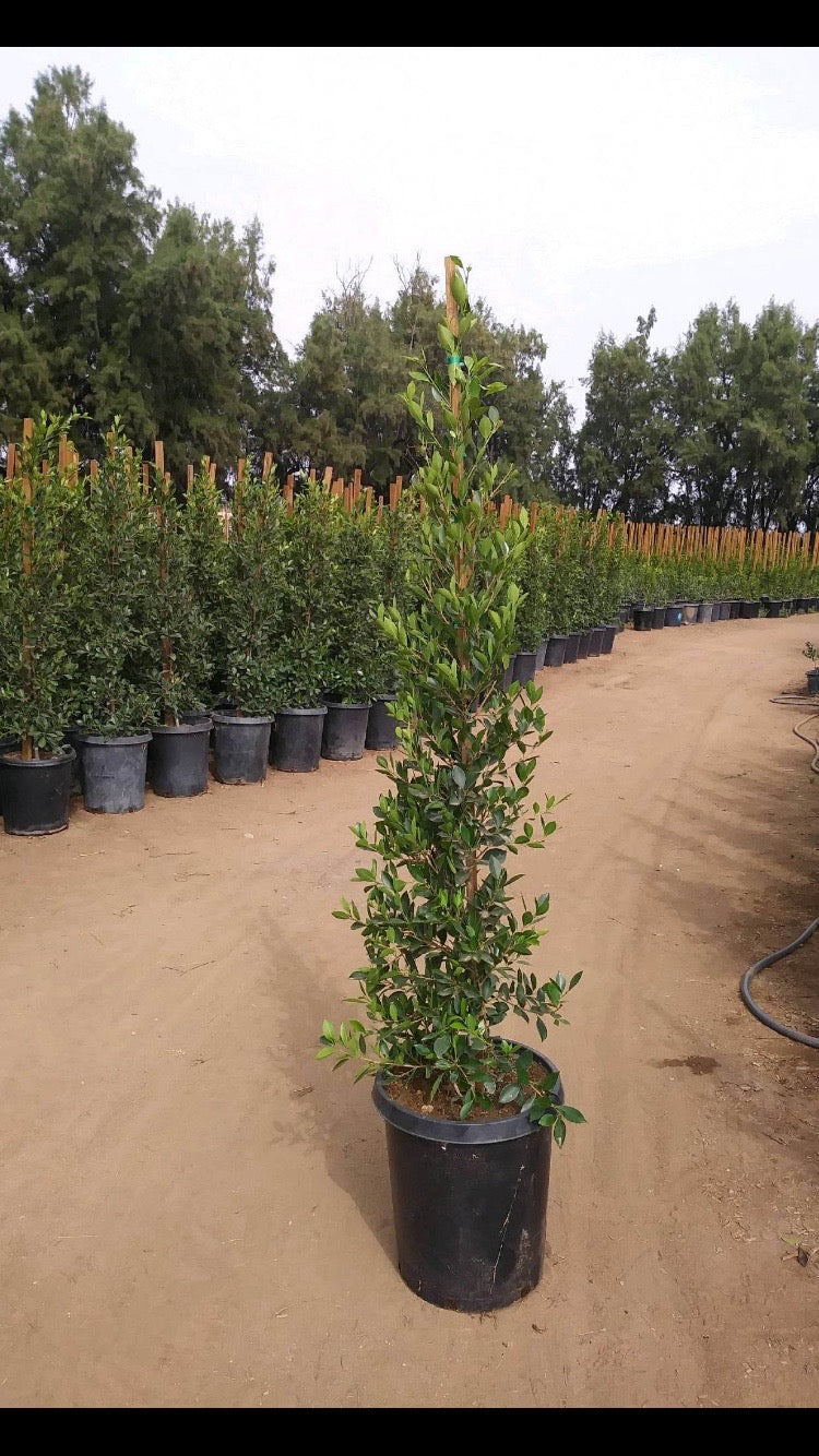 15 gallon Ficus Nitida Hedge