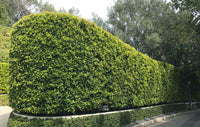 Thumbnail for Hedge of Ficus Nitida