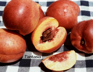 fantasia nectarine tree sold by Paradise Nursery