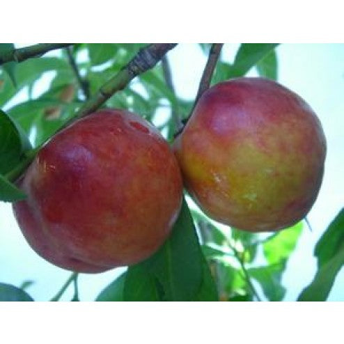 Fantasia Nectarine Tree fruit on Trees sold by Paradise Nursery