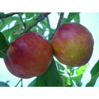 Thumbnail for Fantasia Nectarine Tree fruit on Trees sold by Paradise Nursery