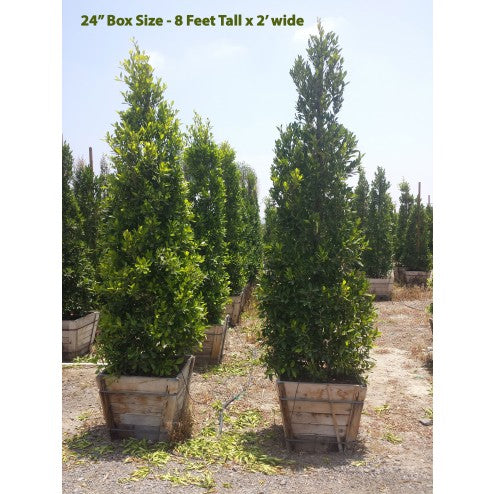Ficus Nitida 24" box plant