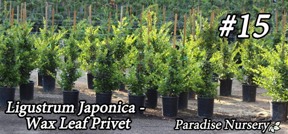 wax leaf privet