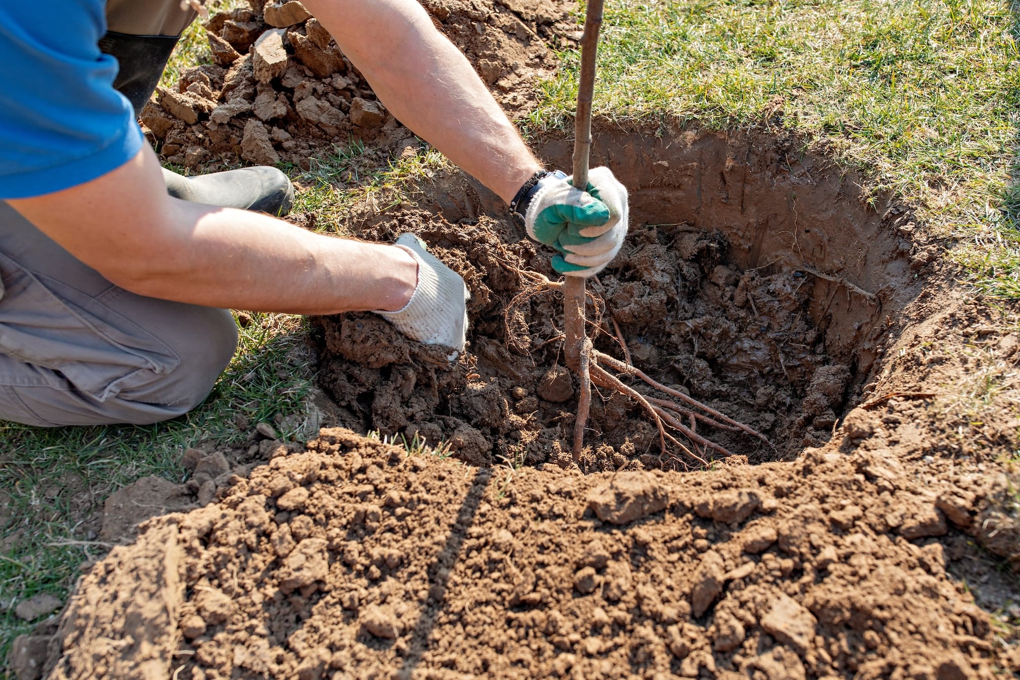 How to Plant 25 Gallon Size Ficus Nitida Column Hedge near a wall in a Los Angeles