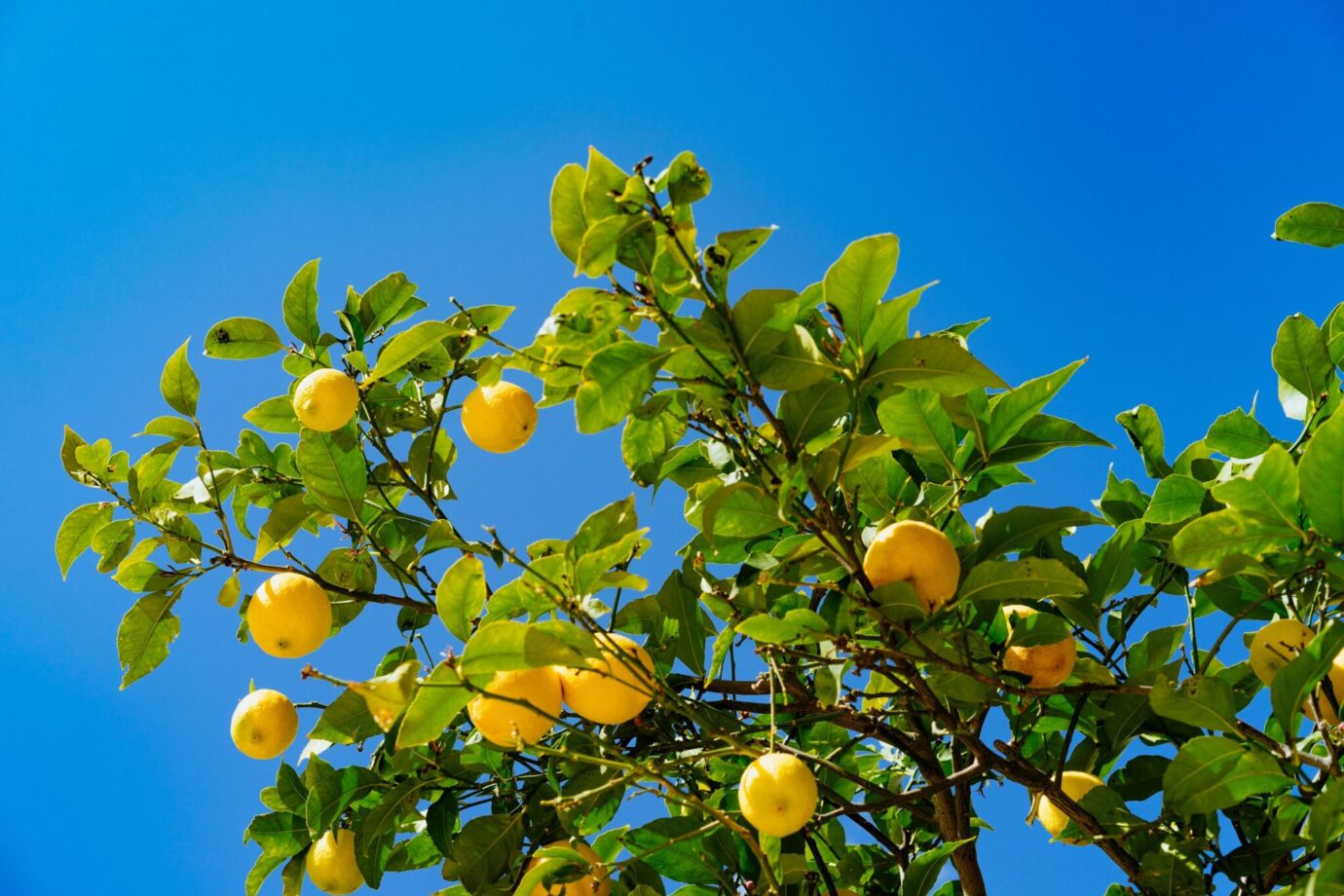 How To Grow A Lemon Tree and Make Vegan Lemon Bars