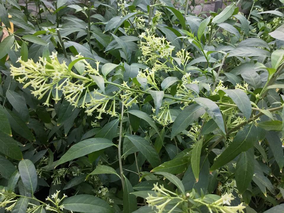 Persian Night Blooming Jasmine