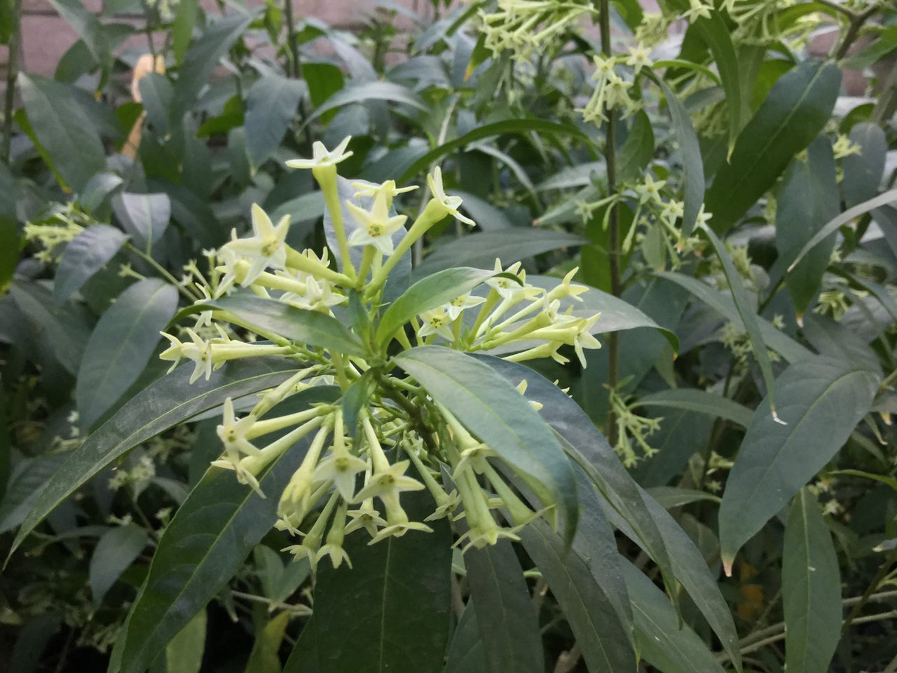 Persian Night Blooming Jasmine mahboobe shab