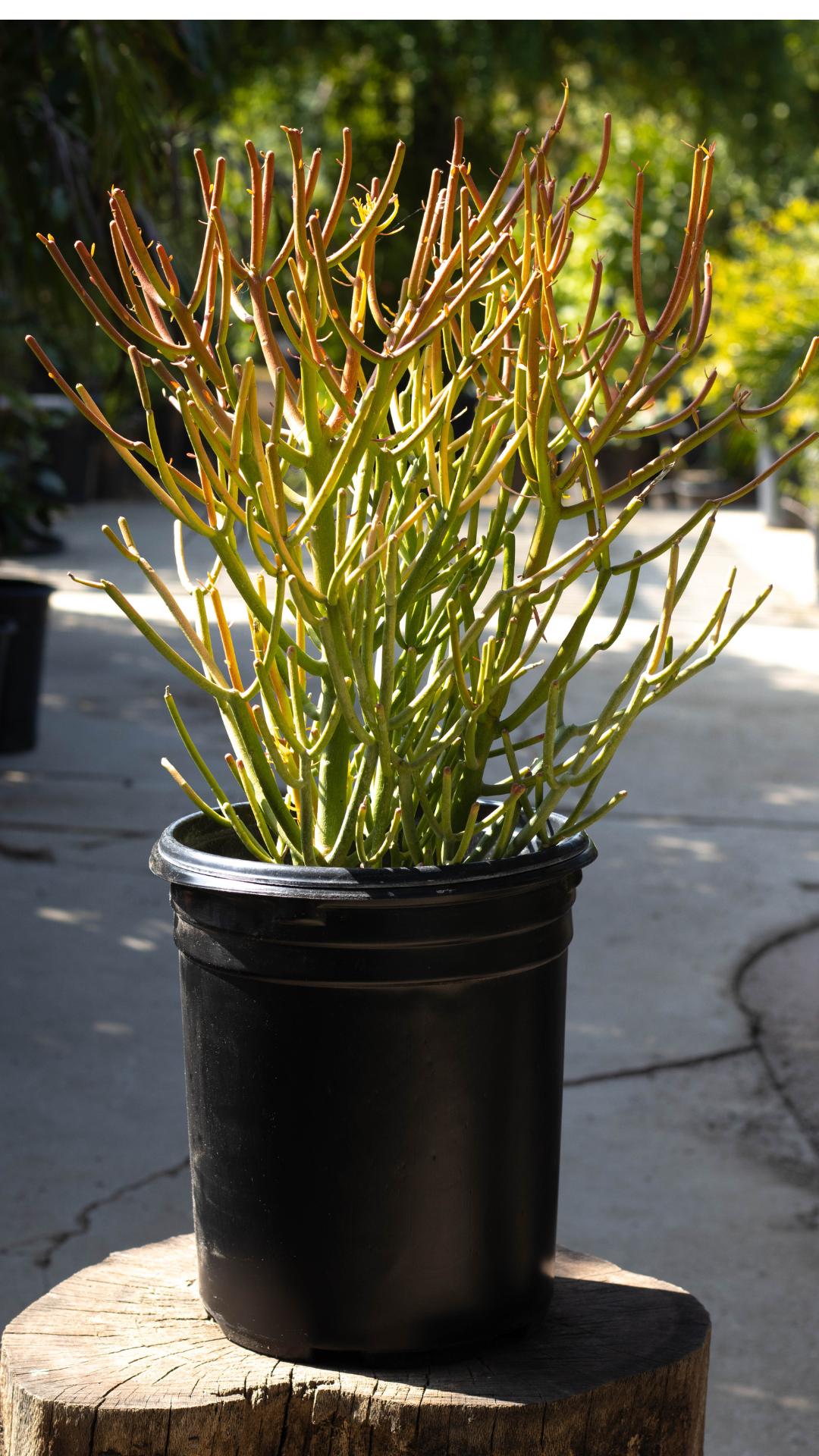 firestick succulent poison Firesticks - Euphorbia Tirucalli