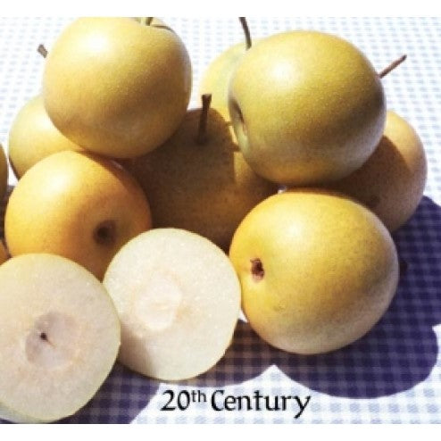 20th Century Asian Pear