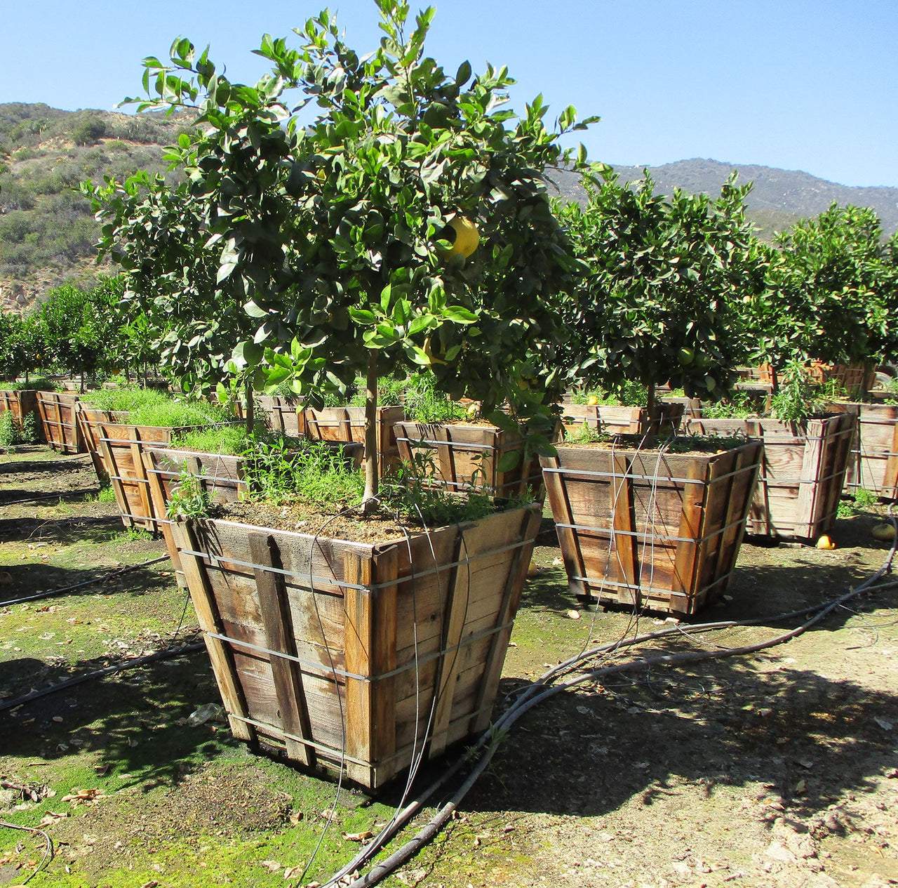 Oroblanco Grapefruit Tree