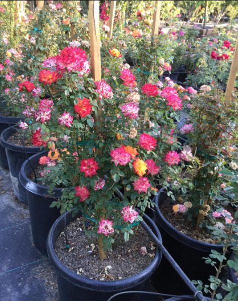 Small Roses Different Colors