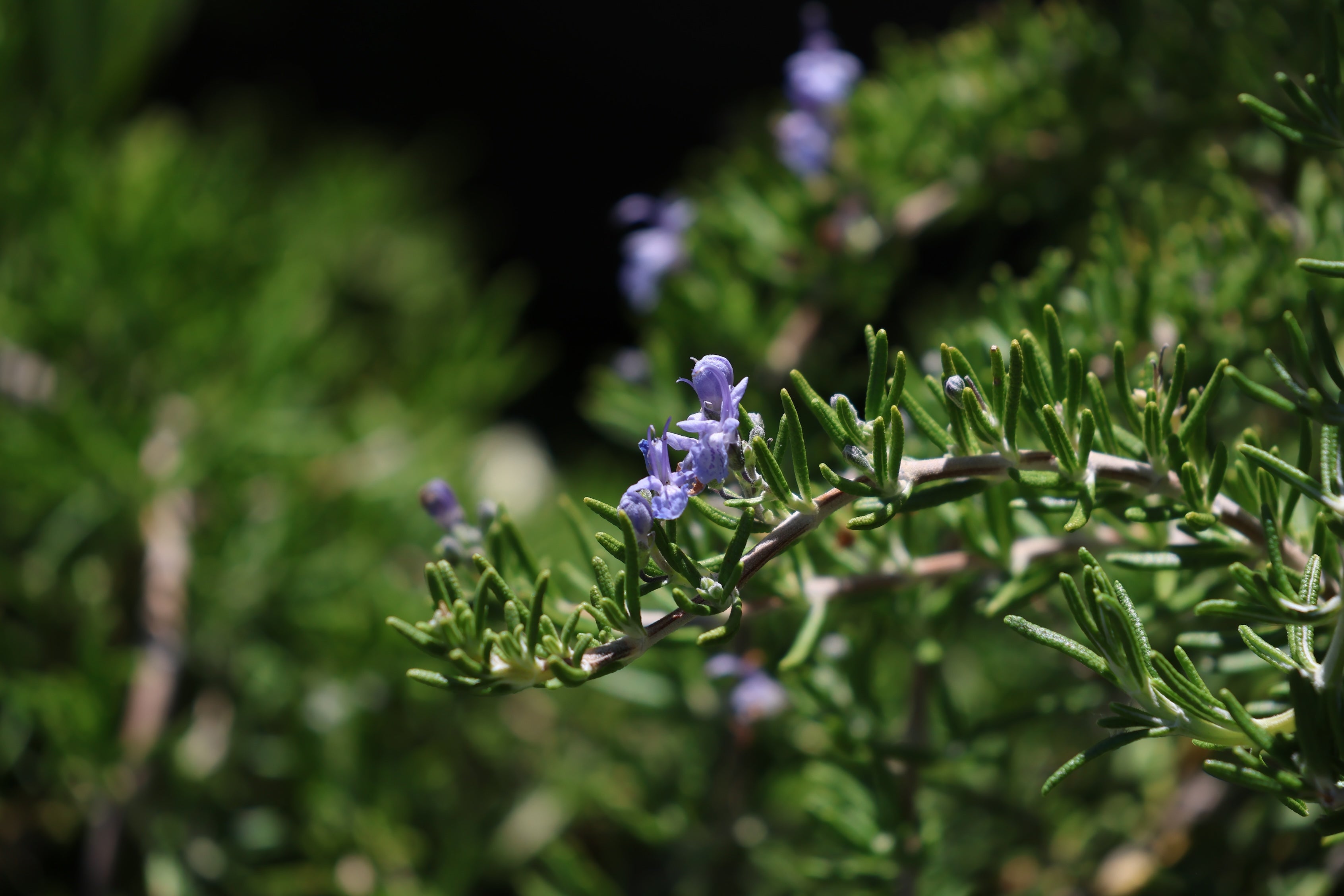 Small Rosemary Plants for Home and Garden - Paradise Nursery