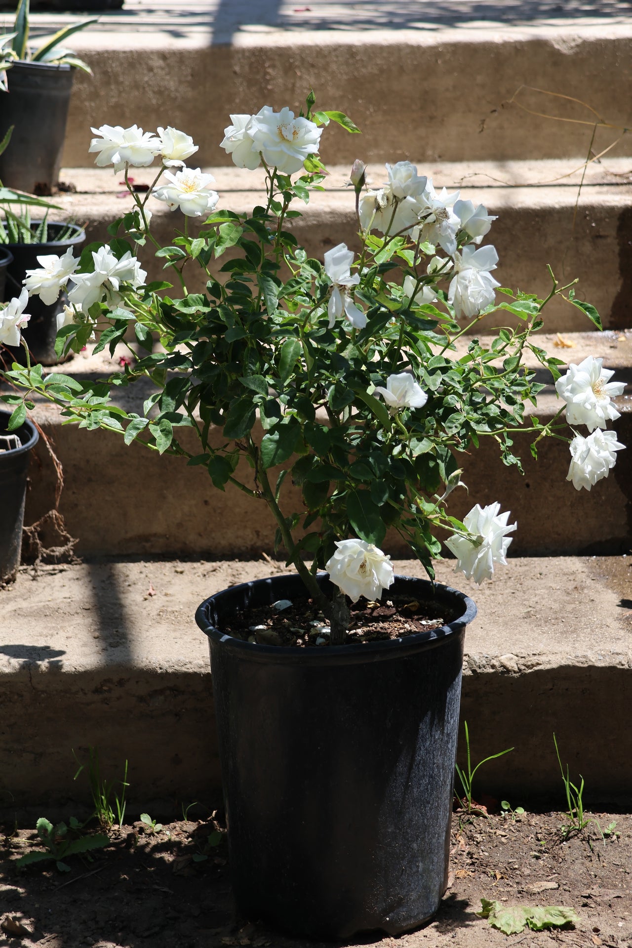 Iceberg Rose