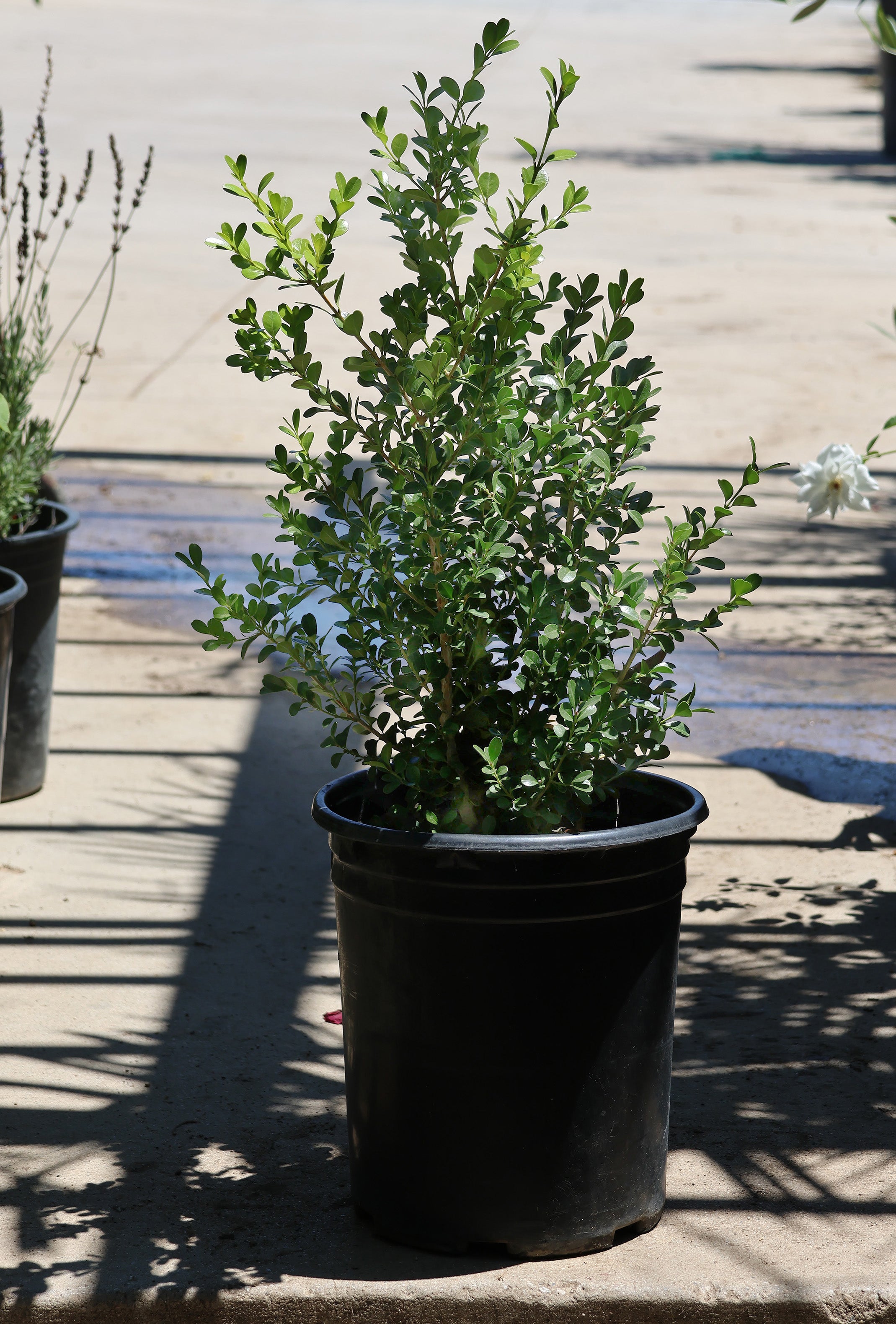 Japanese Boxwood - Paradise Nursery