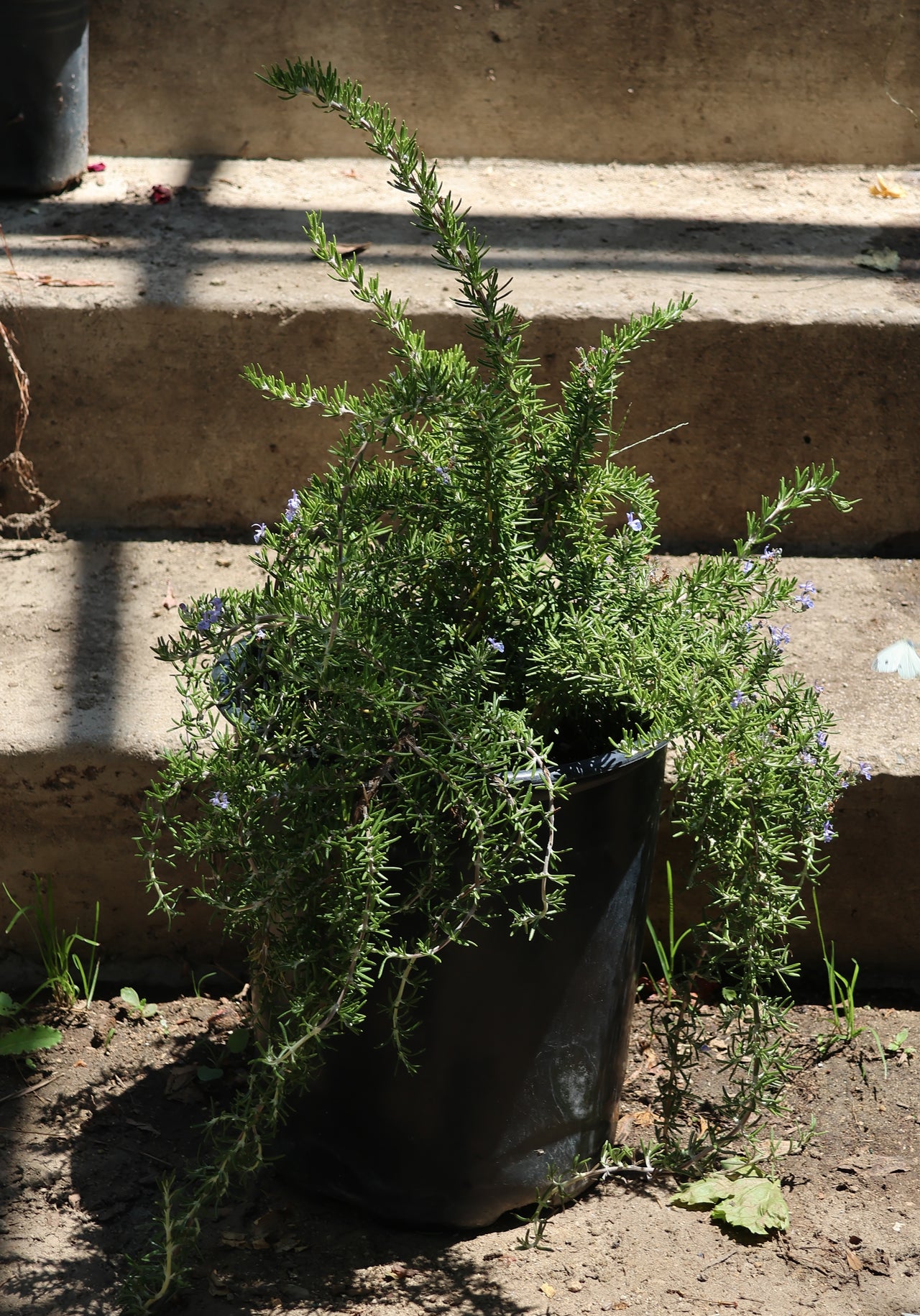 Rosemary