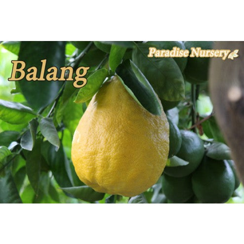 Balang Tree