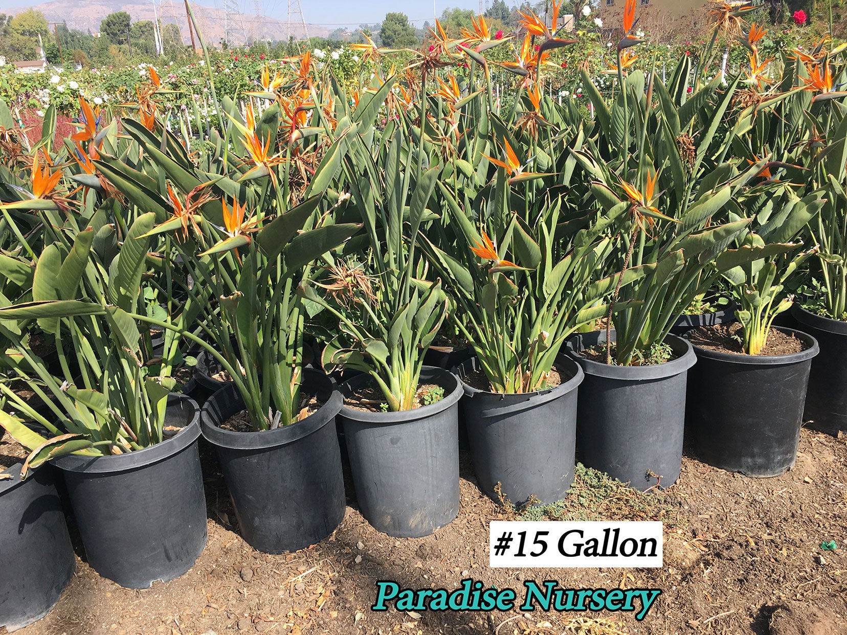 bird of paradise plant fertilizer Giant Bird of Paradise - Strelitzia reginae