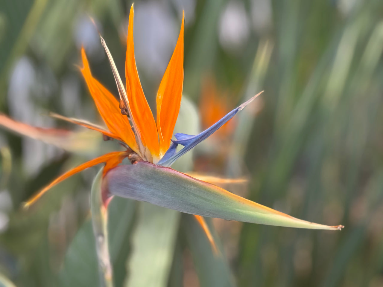 Bird of Paradise - Strelitzia reginae
