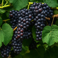 Thumbnail for Black Monukka Grapes on the vine sold by Paradise Nursery