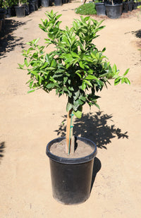 Thumbnail for Potted Cara Cara Orange tree with green leaves on a sandy ground At Paradise Nursery