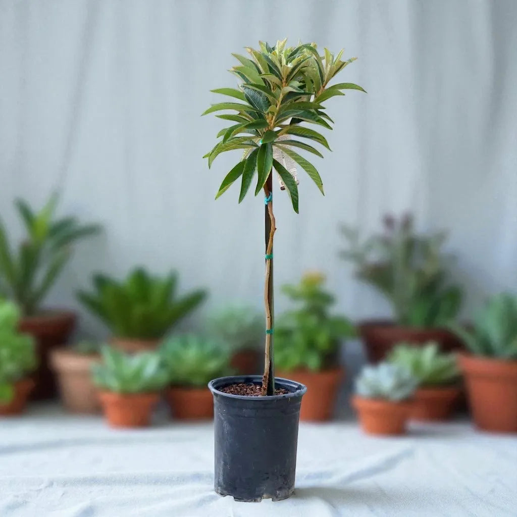 Champagne Loquat Tree Eriobotrya Japonica - Paradise Nursery