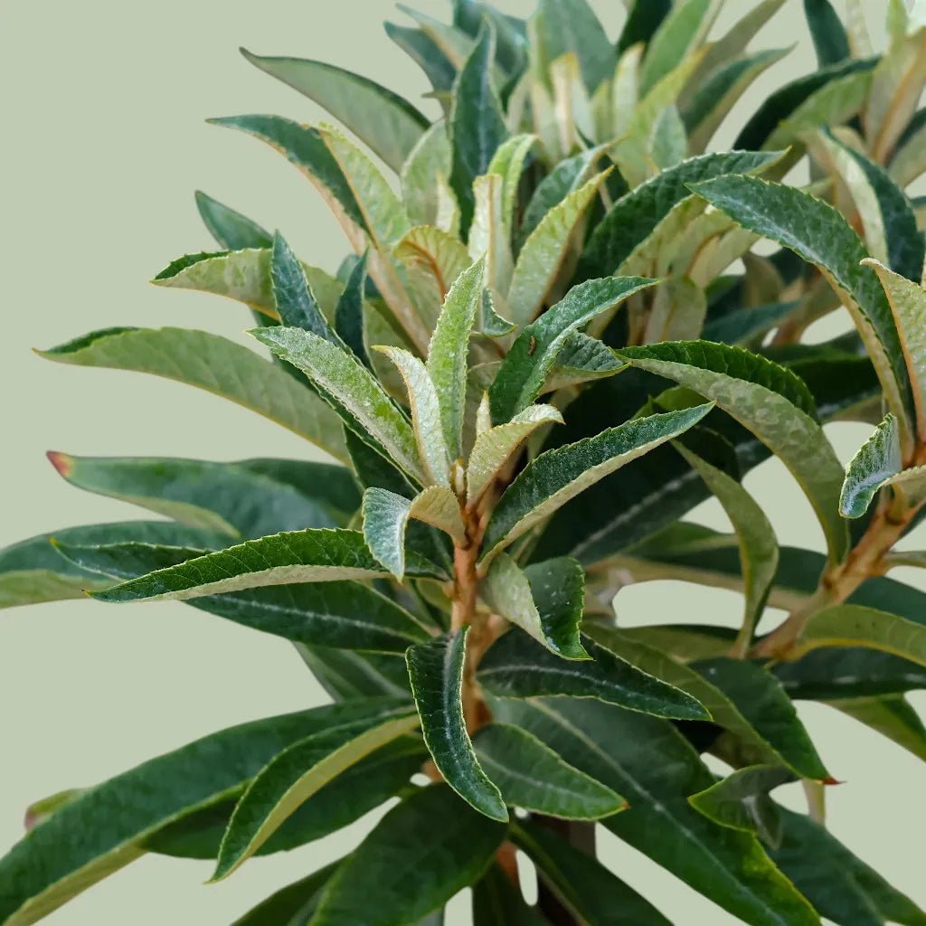 Champagne Loquat Tree Eriobotrya Japonica - Paradise Nursery