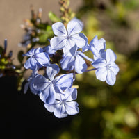 Thumbnail for Cape-leadwort-plumbago-auriculata