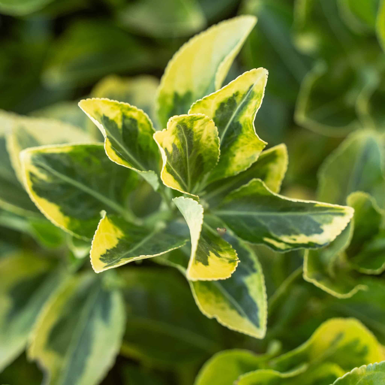 Golden Euonymus