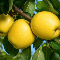Thumbnail for Three Dorsett Golden Apples on a tree branch with green leaves sold by Paradise Nursery.