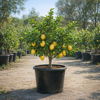 Thumbnail for Eureka Lemon Tree