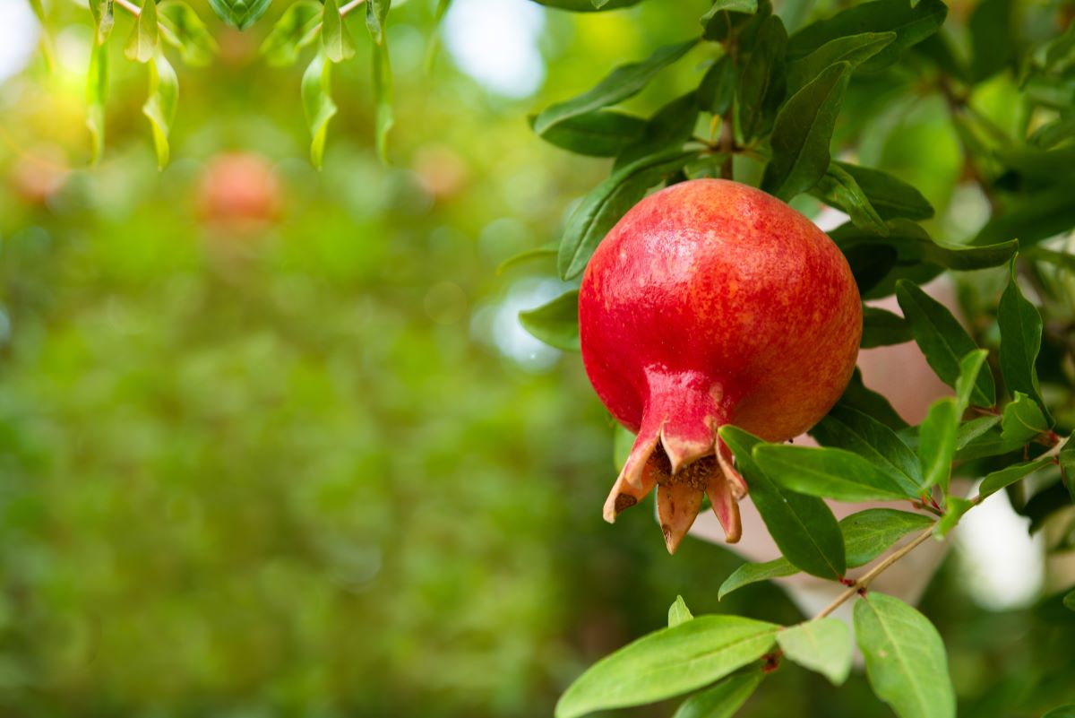 Eversweet Pomegranate Tree
