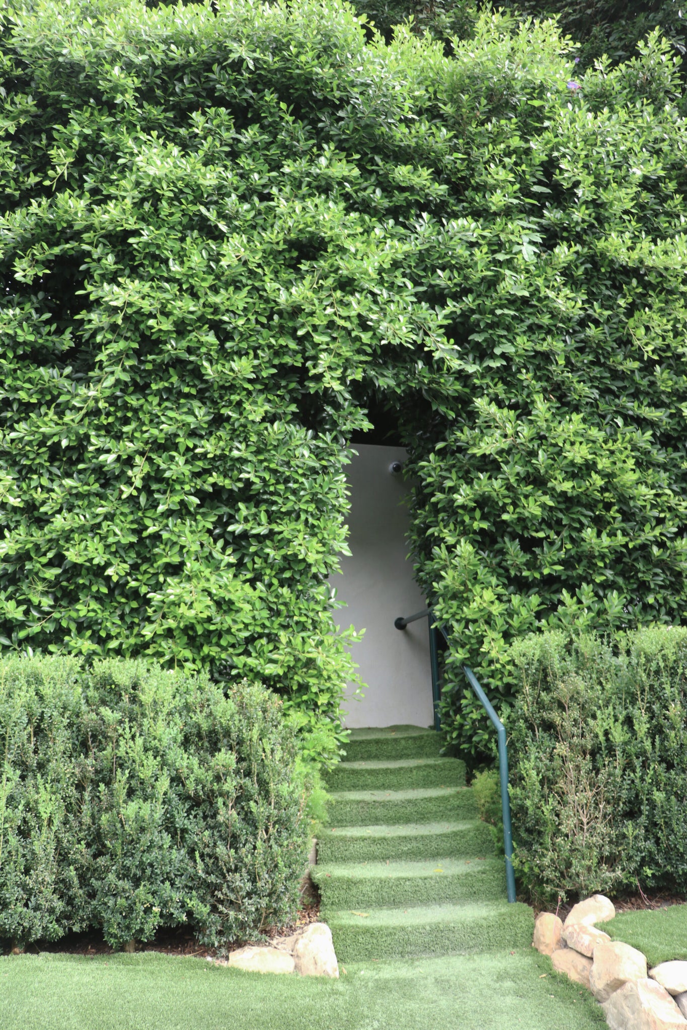 Ficus Nitida - Ficus 'Indian Laurel' - #15 - 5 Ft Tall and 1.5 Ft Wide ...