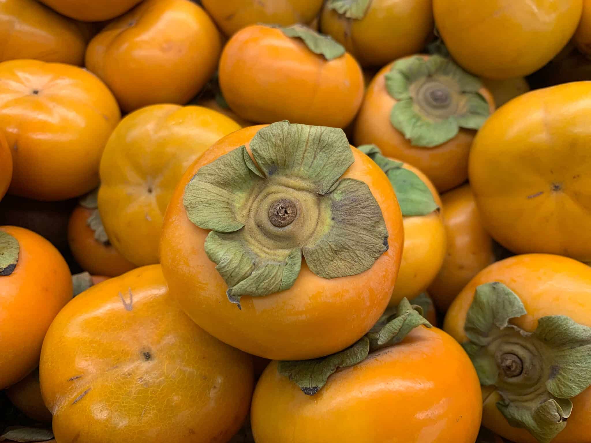 Fuyu Persimmon Tree - 15 Gallon - 5 Ft Tall & 1" Trunk - Paradise Nursery