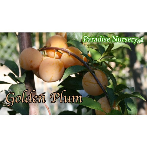 Golden Plum Tree