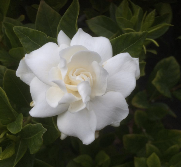 indoor gardenia plant near me Gardenia Plant