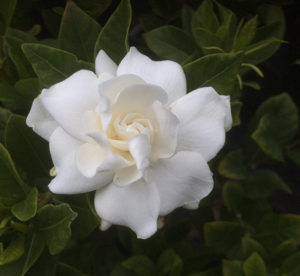 Gardenia Plant