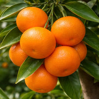 Thumbnail for Honey Mandarin Trees