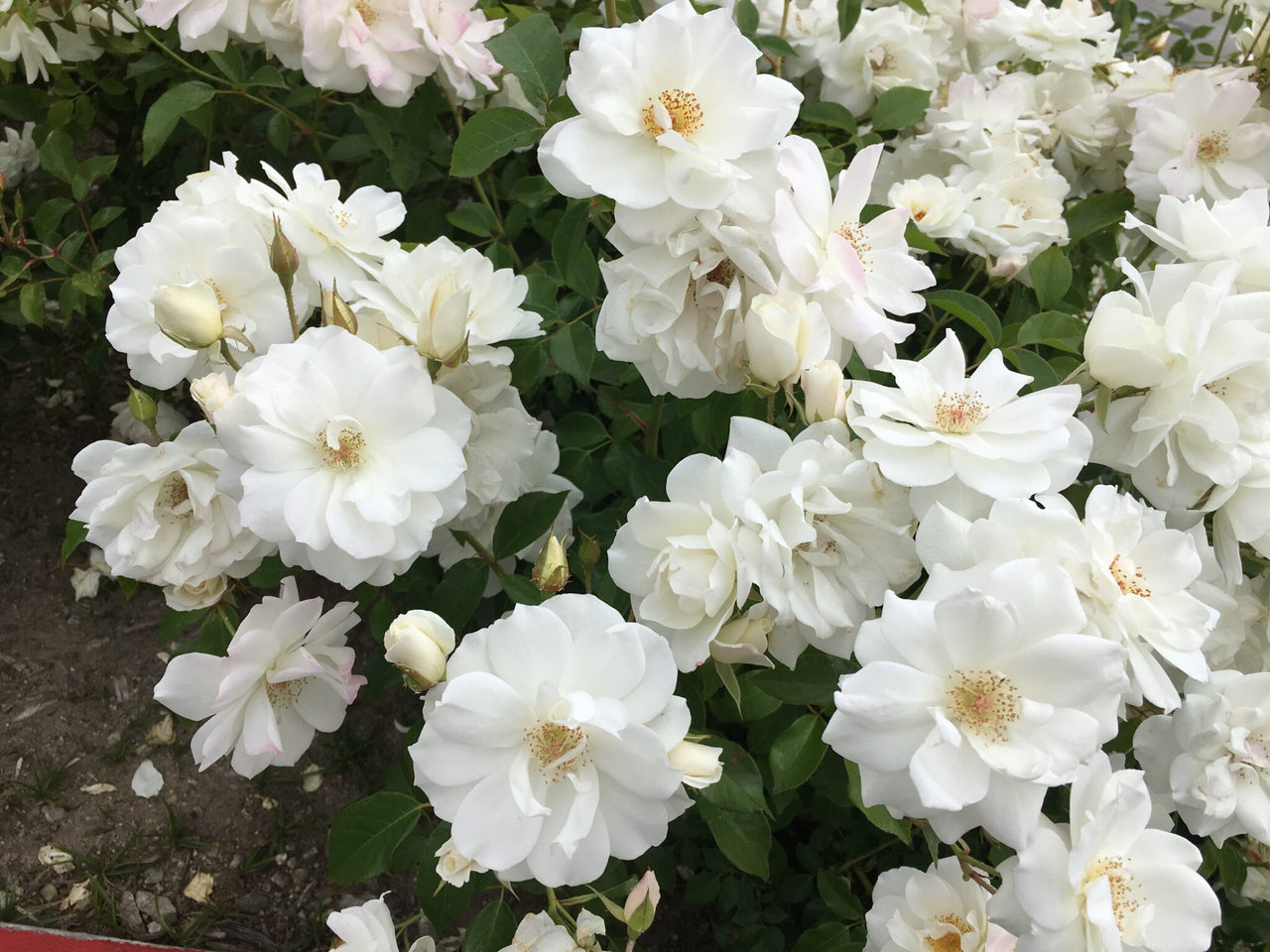 Close up flowers of iceberg rose