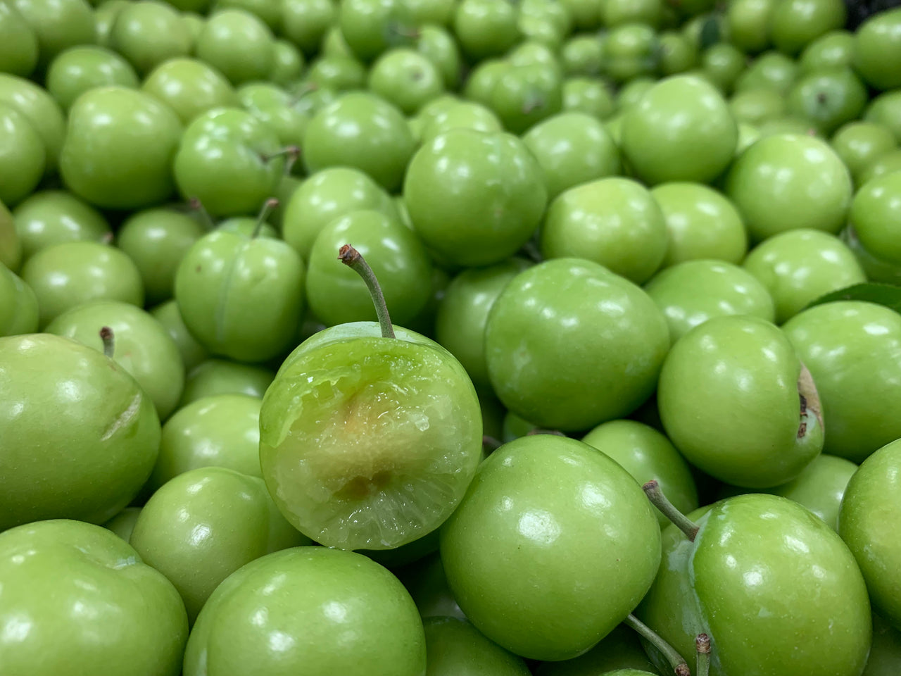 Persian Sour Plum 'Tabriz'  - Goje Sabz Tree