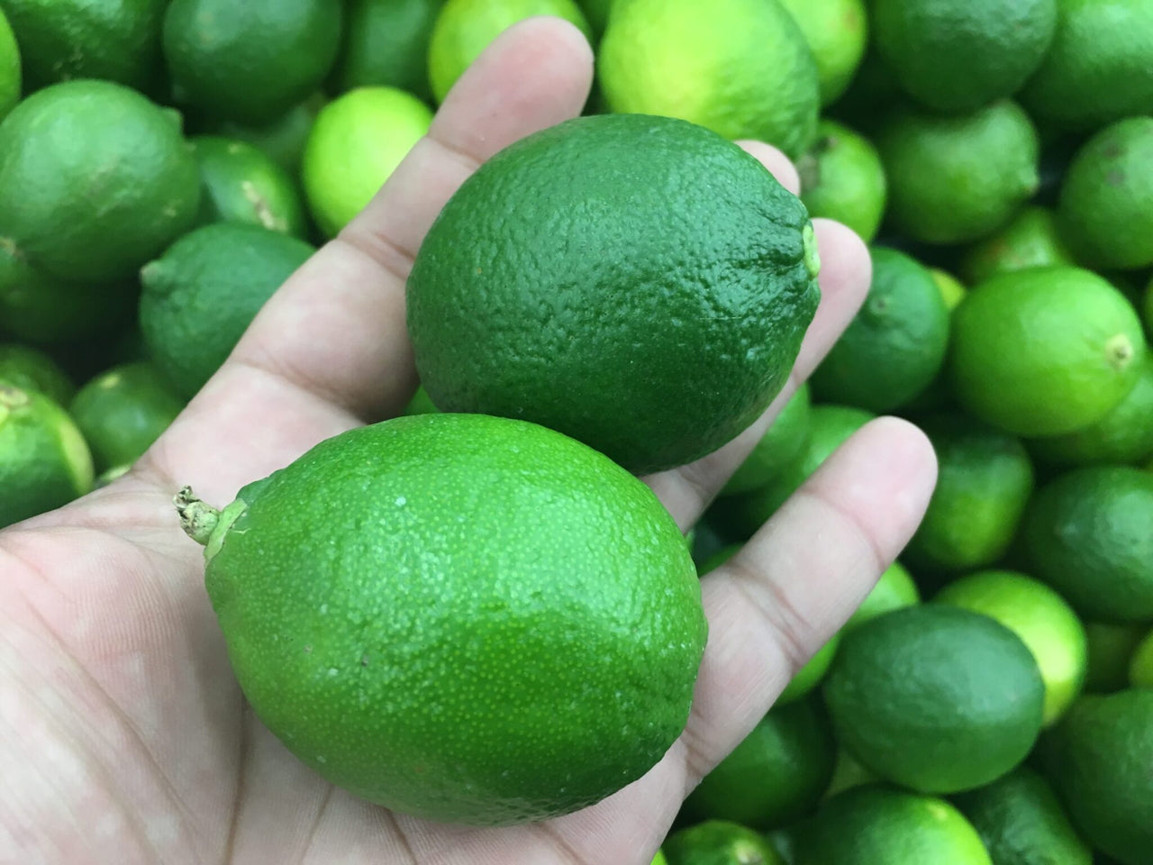 Bears Lime Fruits