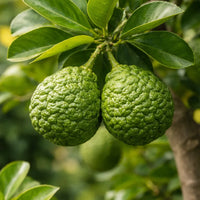 Thumbnail for Kaffir Lime Tree - Citrus Hystrix