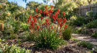 Thumbnail for Kangaroo paws (Anigozanthos)