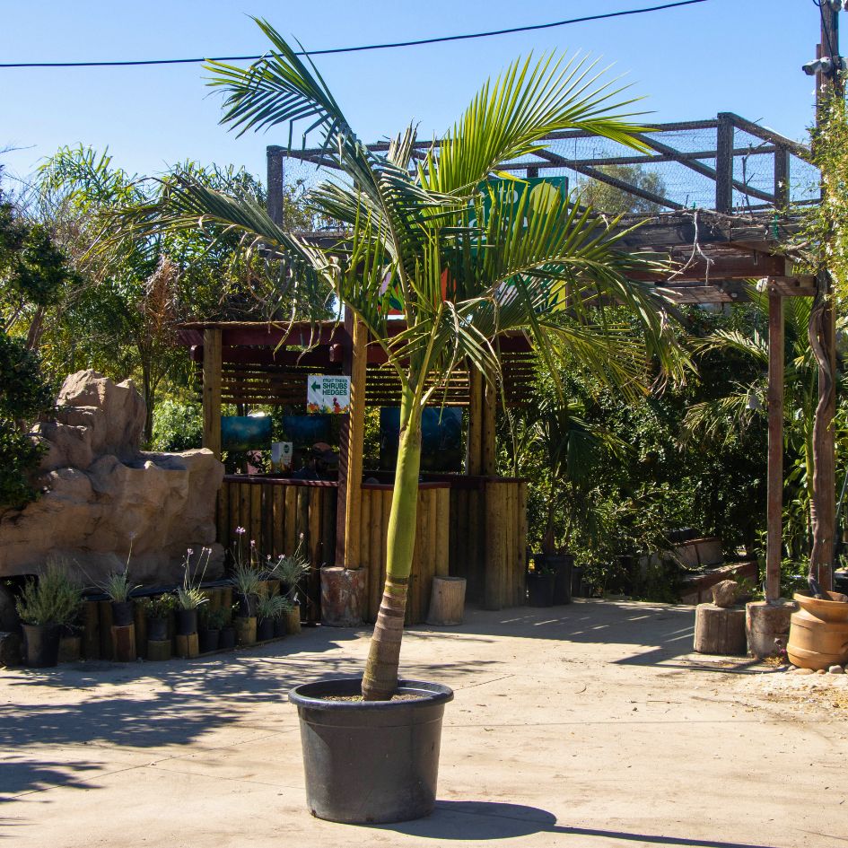 king palm house plant King Palm Tree (Archontophoenix alexandrae)