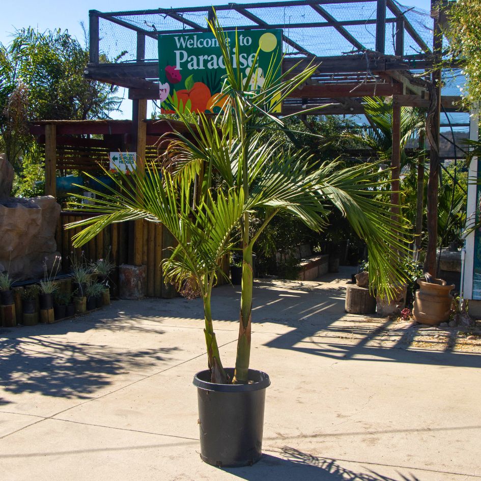 grand palm plant King Palm Tree (Archontophoenix alexandrae)