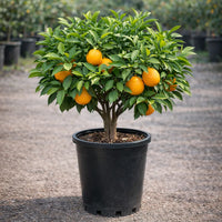 Thumbnail for Late Lane Navel Orange